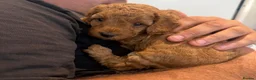 Cavapoo dogs for sale: Beautiful F1bb Cavapoo Puppies x 5 - Advert 17