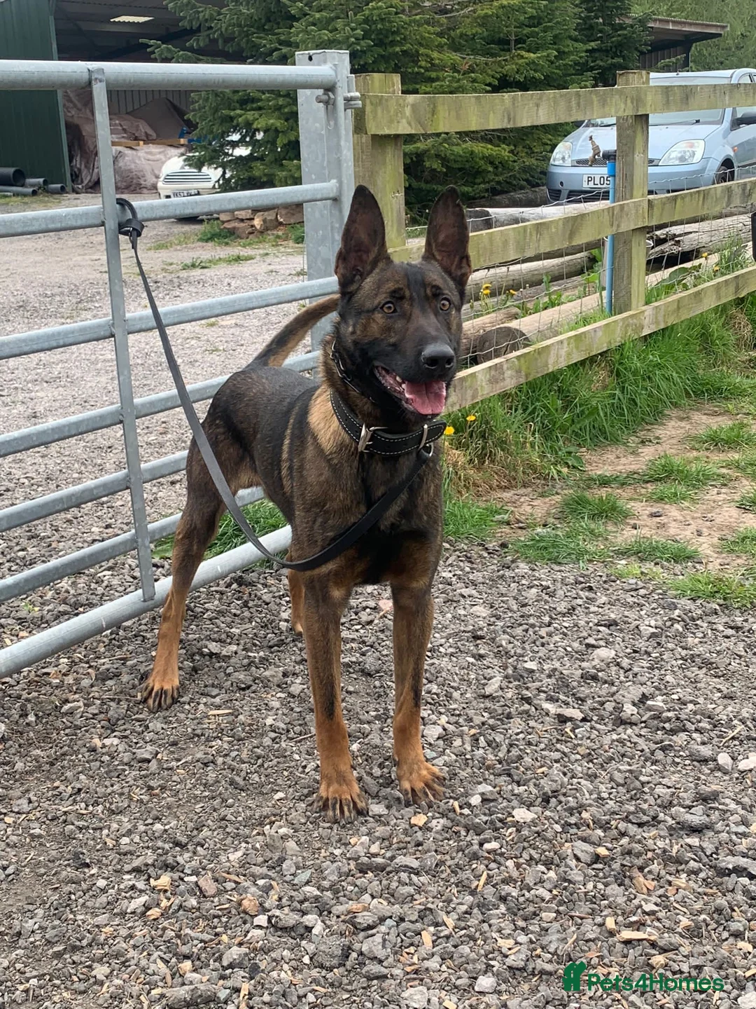 Belgian Shepherd Dog dogs for stud: SERIOUS SIRUS  - Advert 4