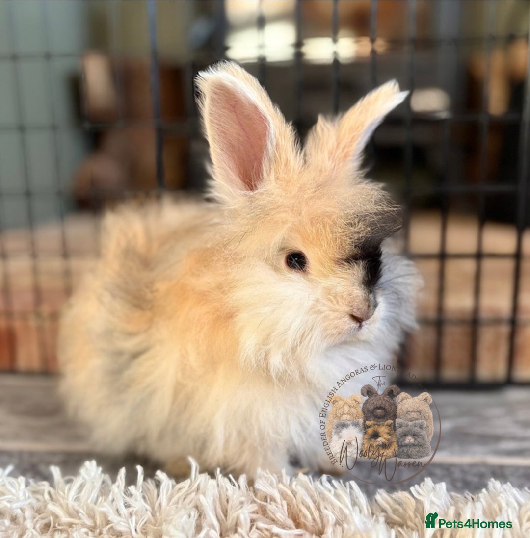 Angora rabbits for sale: Fully Vaccinated English Angoras ♥️ - Advert 9