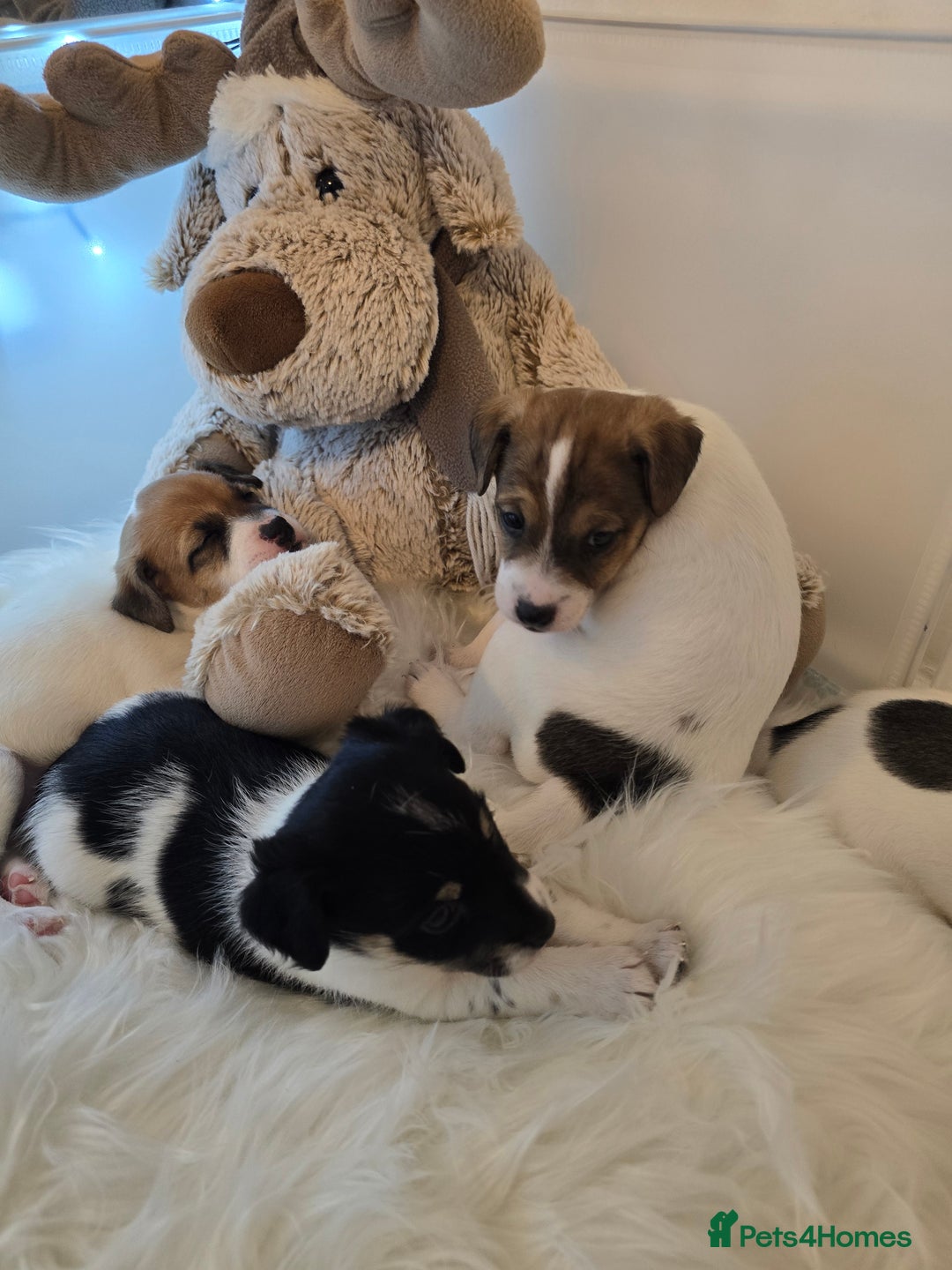 Mixed Breed dogs for sale: Five beautiful Jack Russel puppies for sale - Advert 7