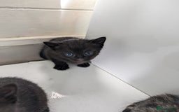 Mixed Breed cats for sale: 7 Adorable Tabby, Black, and Tortishell Kittens. - Image 6
