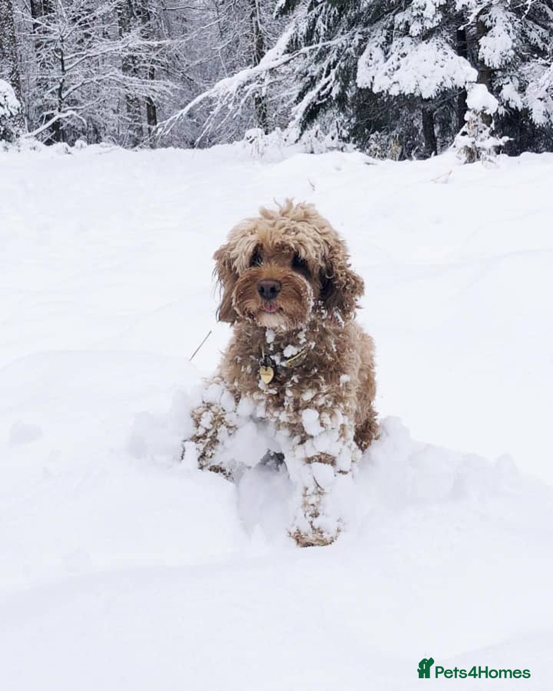 Cockapoo dogs for sale: Meet Our Adorable Cockapoo - Advert 2