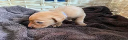 Labrador Retriever dogs for sale: Fox Red KC Reg labrador puppies PL14 - Advert 2