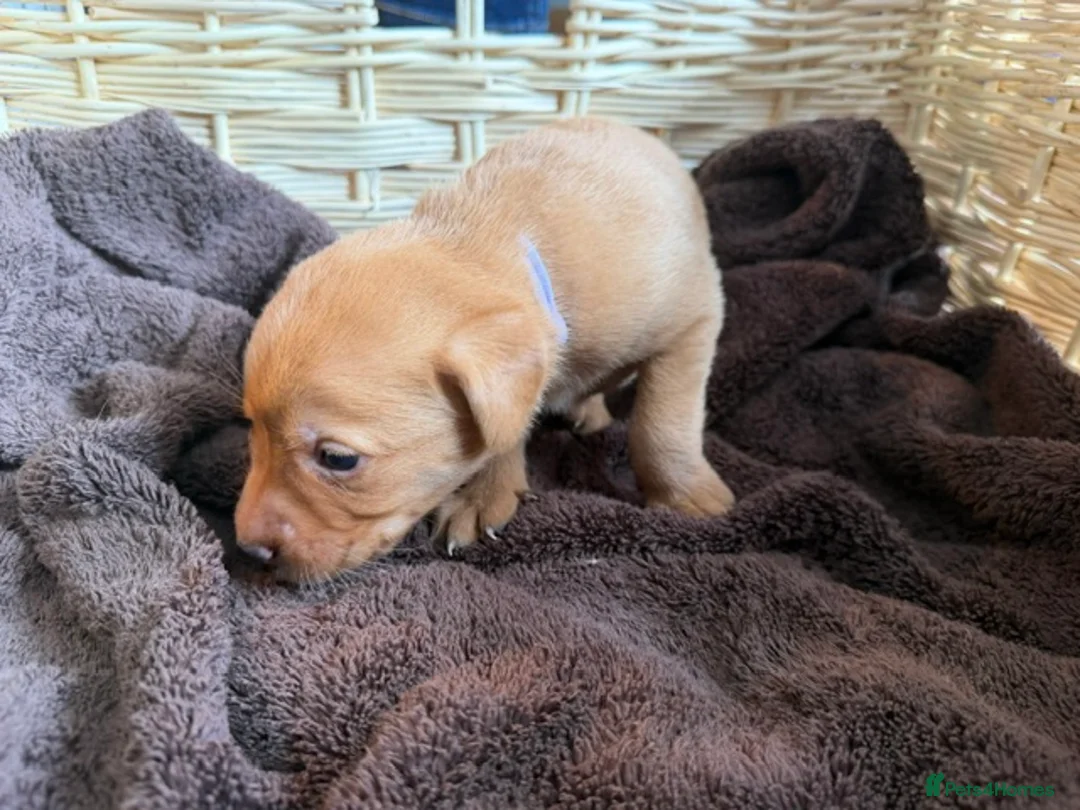 Labrador Retriever dogs for sale: Fox Red KC Reg labrador puppies PL14 - Advert 2