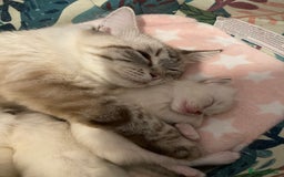 Ragdoll cats for sale: GCCF Registered Ragdolls  - Image 1