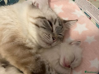 Ragdoll cats - Advert 36