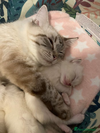 Ragdoll cats - Advert 1