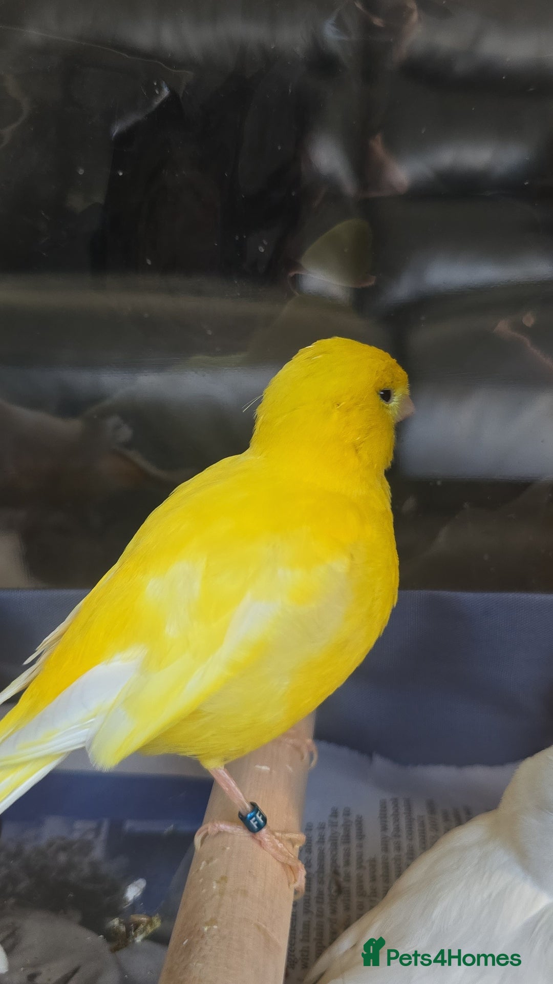 Canaries birds for sale: Yellow canary  - Advert 2