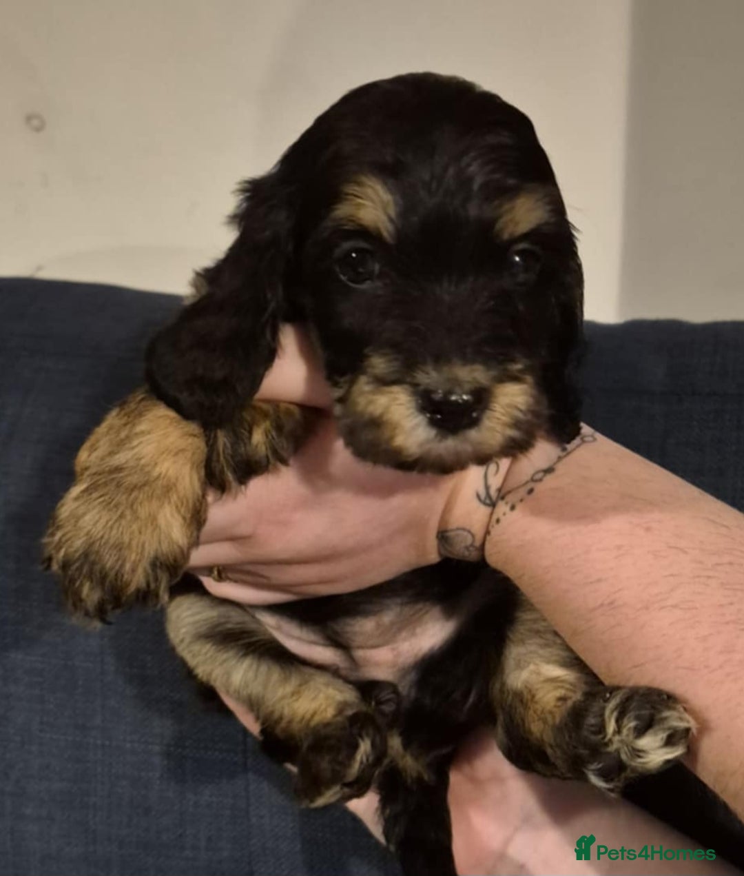 Cockapoo dogs for sale: Fantastic health tested F1b TOY COCKAPOOS - Advert 16