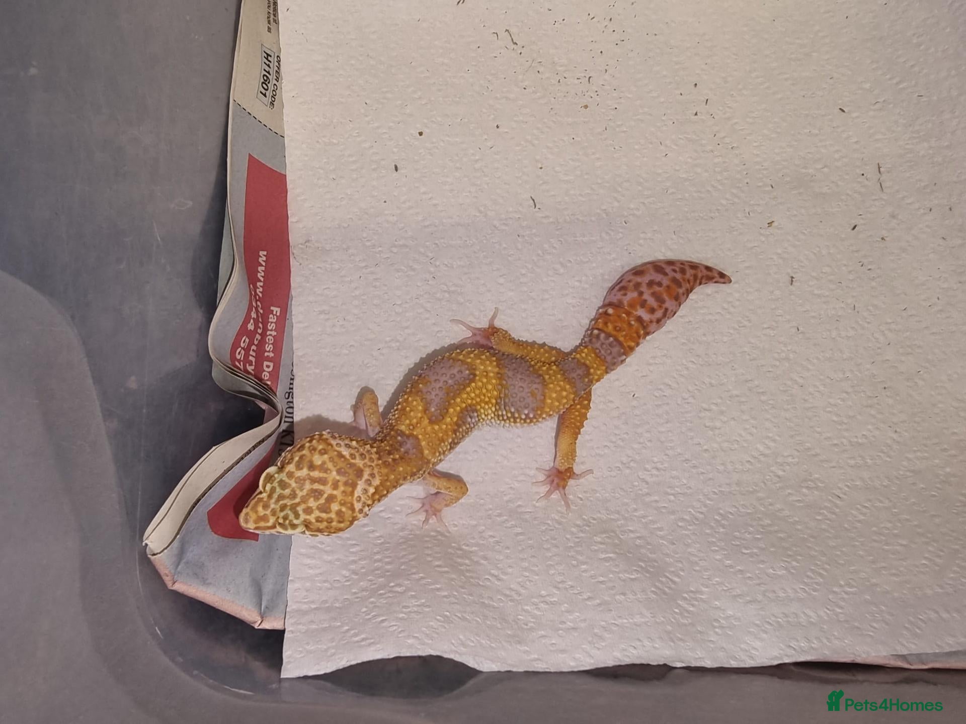Leopard Gecko reptiles Leopard Gecko - Advert 2
