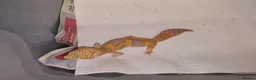 Leopard Gecko reptiles for sale: Leopard Gecko - Advert 1