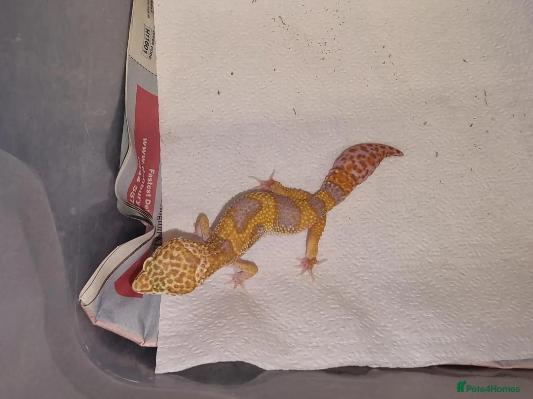 Leopard Gecko reptiles for sale: Leopard Gecko - Advert 1