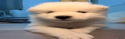 Samoyed dogs for sale: 🐾Quality Samoyed Puppies🤍KC Registered⭐️ - Advert 5