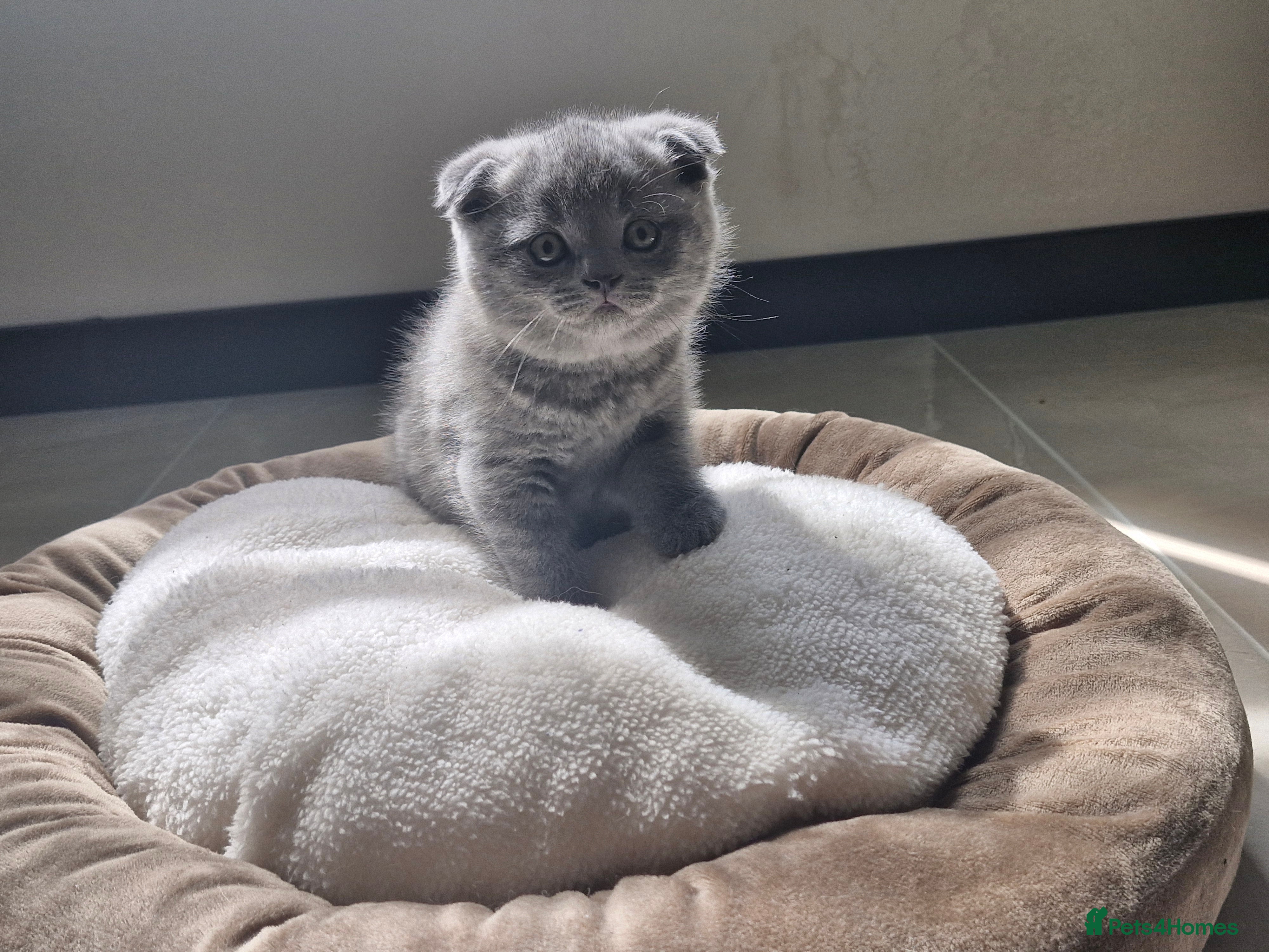 British Shorthair cats 4 Kittens for sale - Advert 2