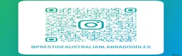 Australian Labradoodle dogs for sale: Multigen Prestige Australian Labradoodle puppies💜 - Advert 13