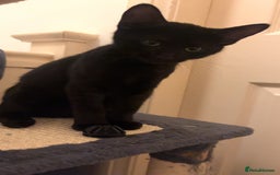 Sphynx cats for sale: Adorable cross Sphynx  - Image 1