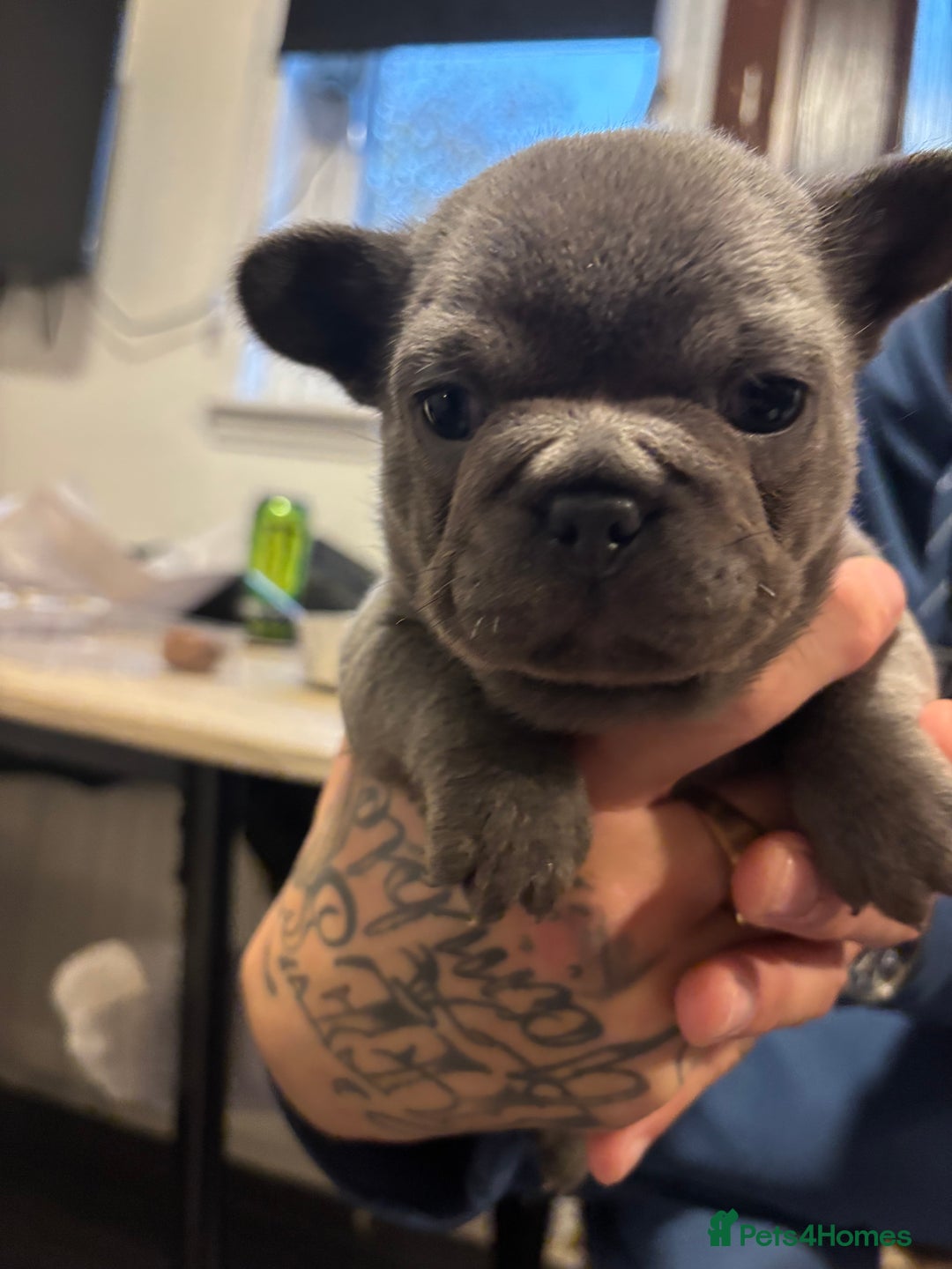 French Bulldog dogs for sale: Male French bulldog puppies  - Advert 4