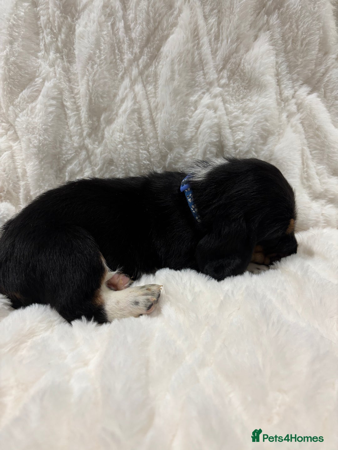 Basset Hound dogs for sale: Bassett hound puppies  - Advert 7