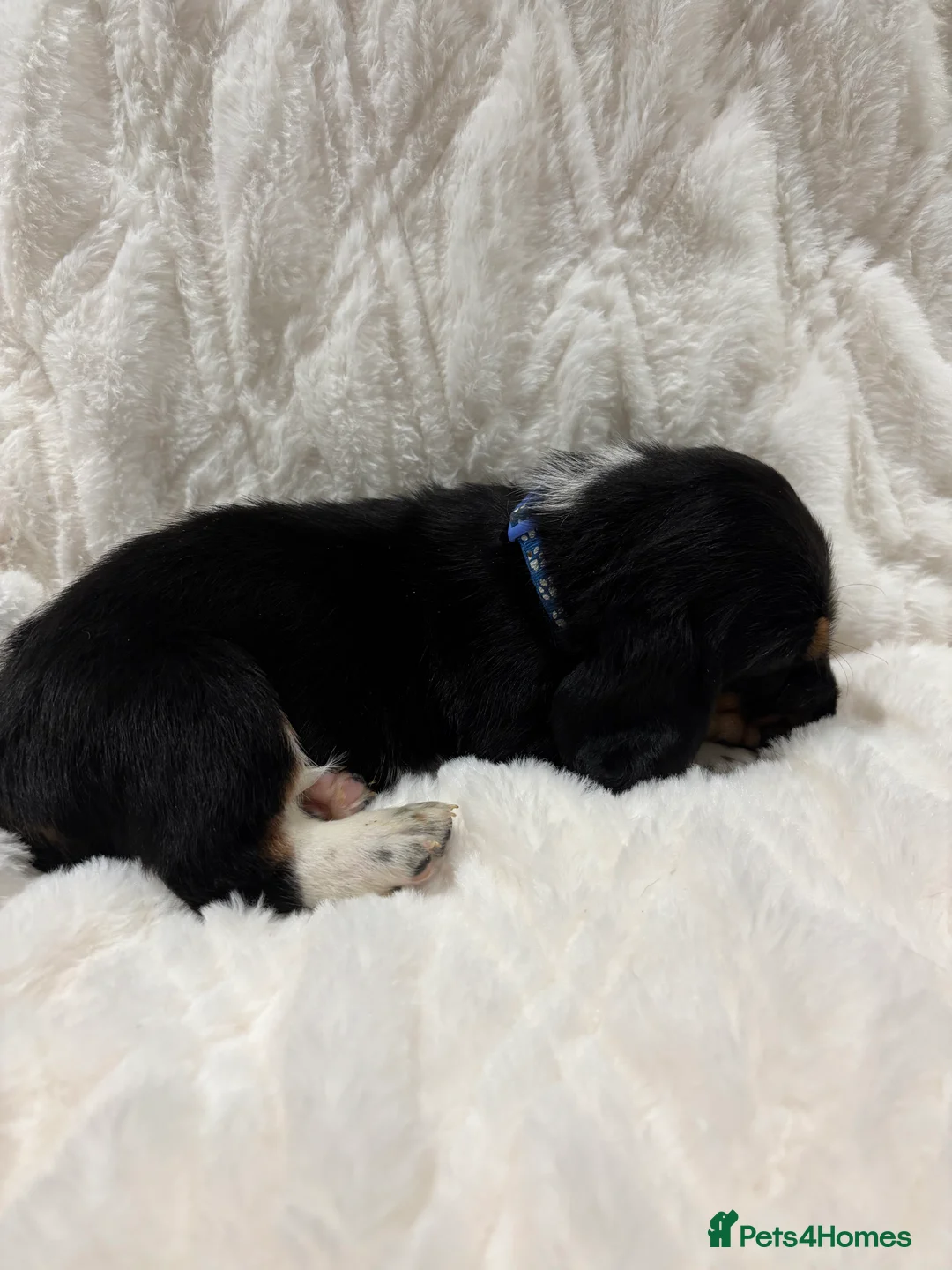 Basset Hound dogs for sale: Hungarian bloodlines 1 girl/1 boy left  - Advert 3