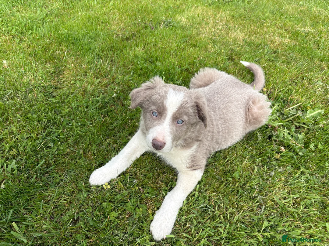 Border Collie dogs for sale: Rare Welsh Border Collie Puppies - Advert 1