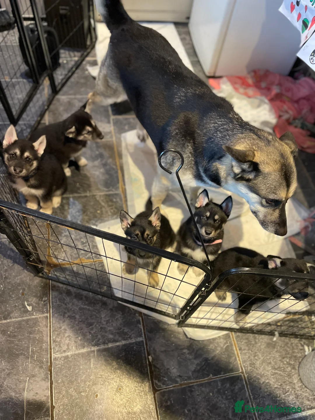 Shepsky dogs for sale: Shepsky babies READY NEXT WEEK  - Advert 8