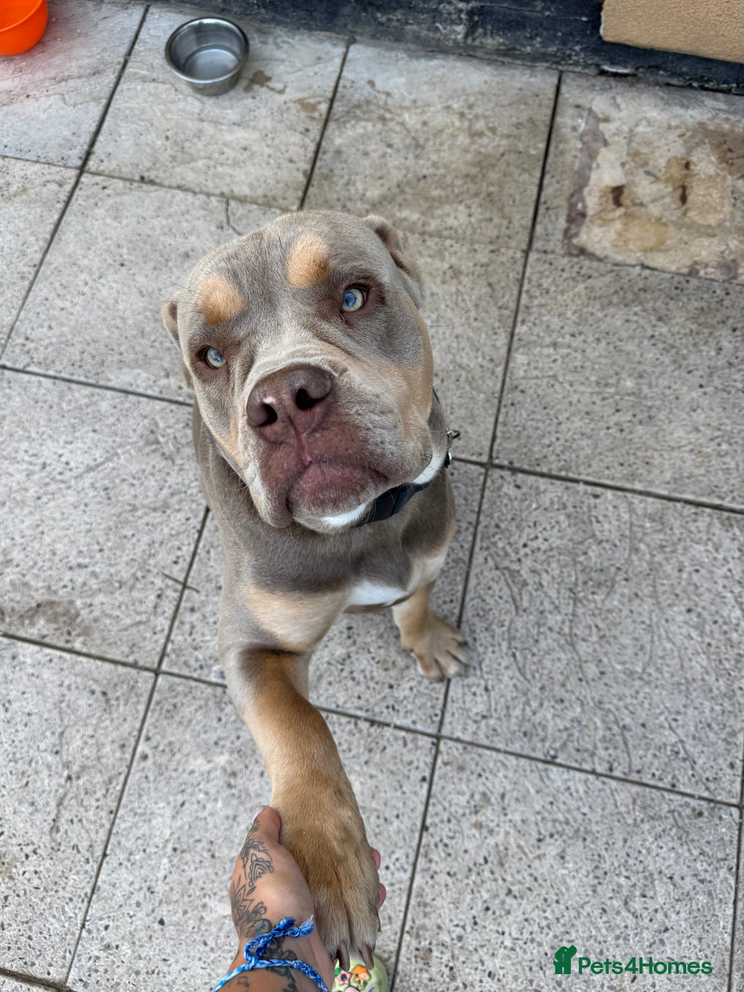 Olde English Bulldogge dogs for sale: Old English in need of a loving home  - Advert 14