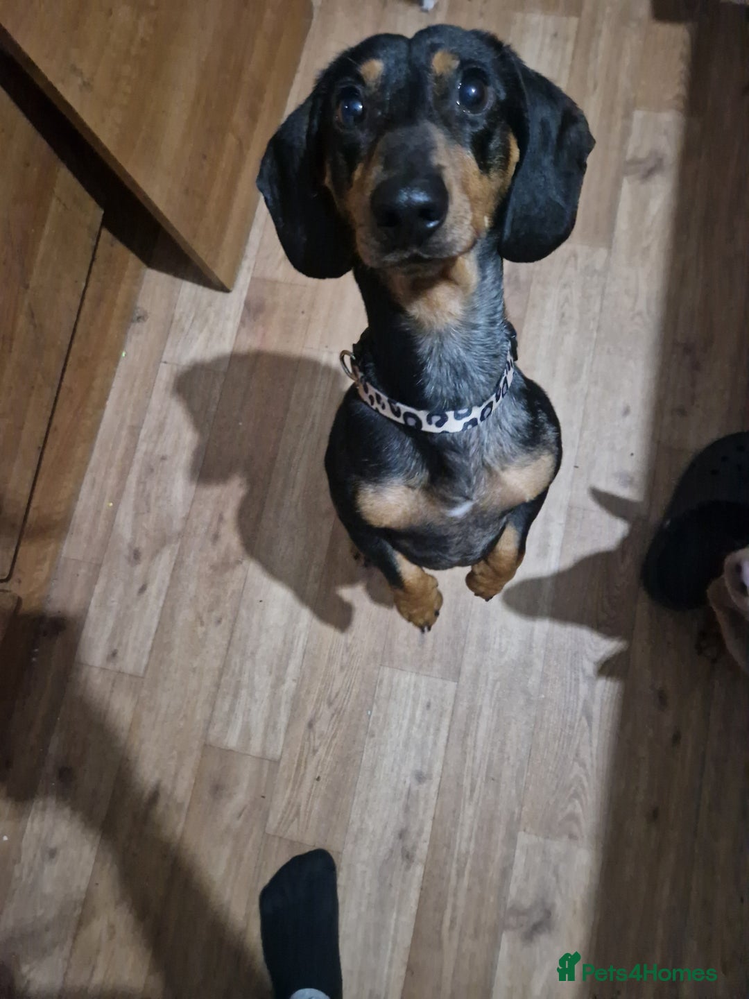 Miniature Dachshund dogs for sale: Beautiful Miniature dachshund  - Advert 2
