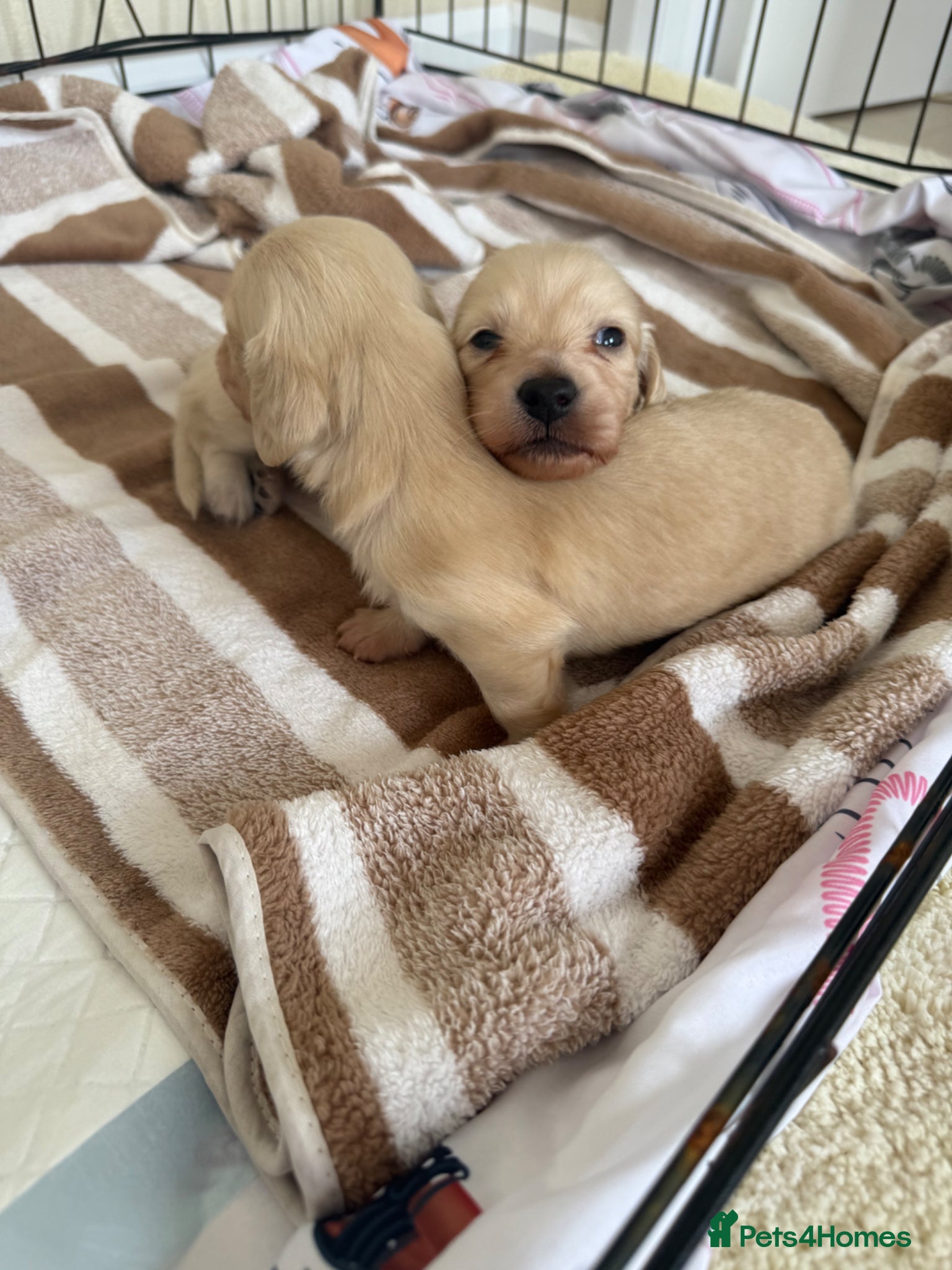 Miniature Dachshund dogs eeii Bright cream KC! Longhair miniature dachshund - Advert 1