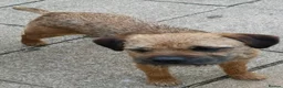 Border Terrier dogs for sale: Border terrier pups  - Advert 15