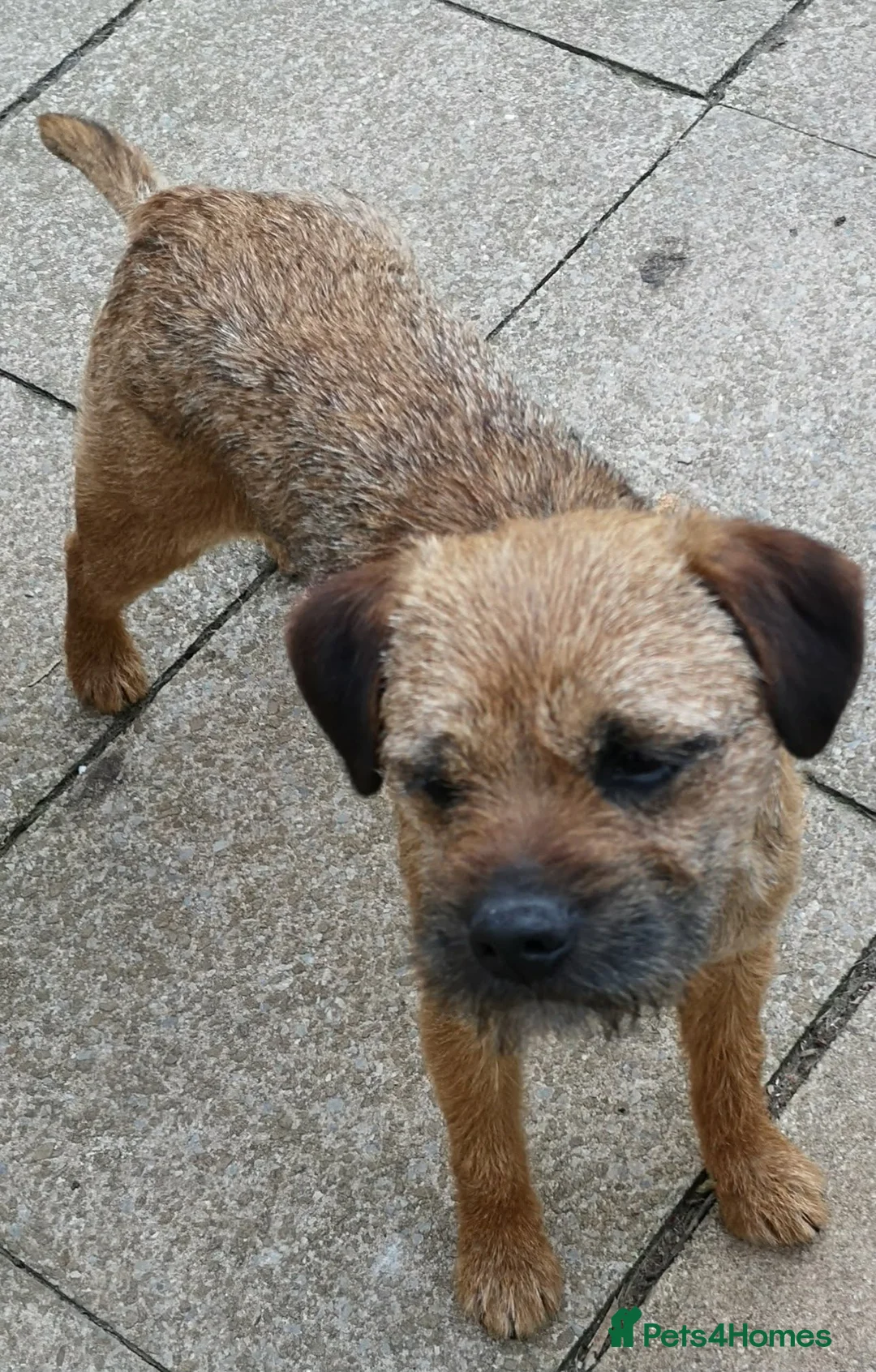 Border Terrier dogs for sale: Border terrier pups  - Advert 15