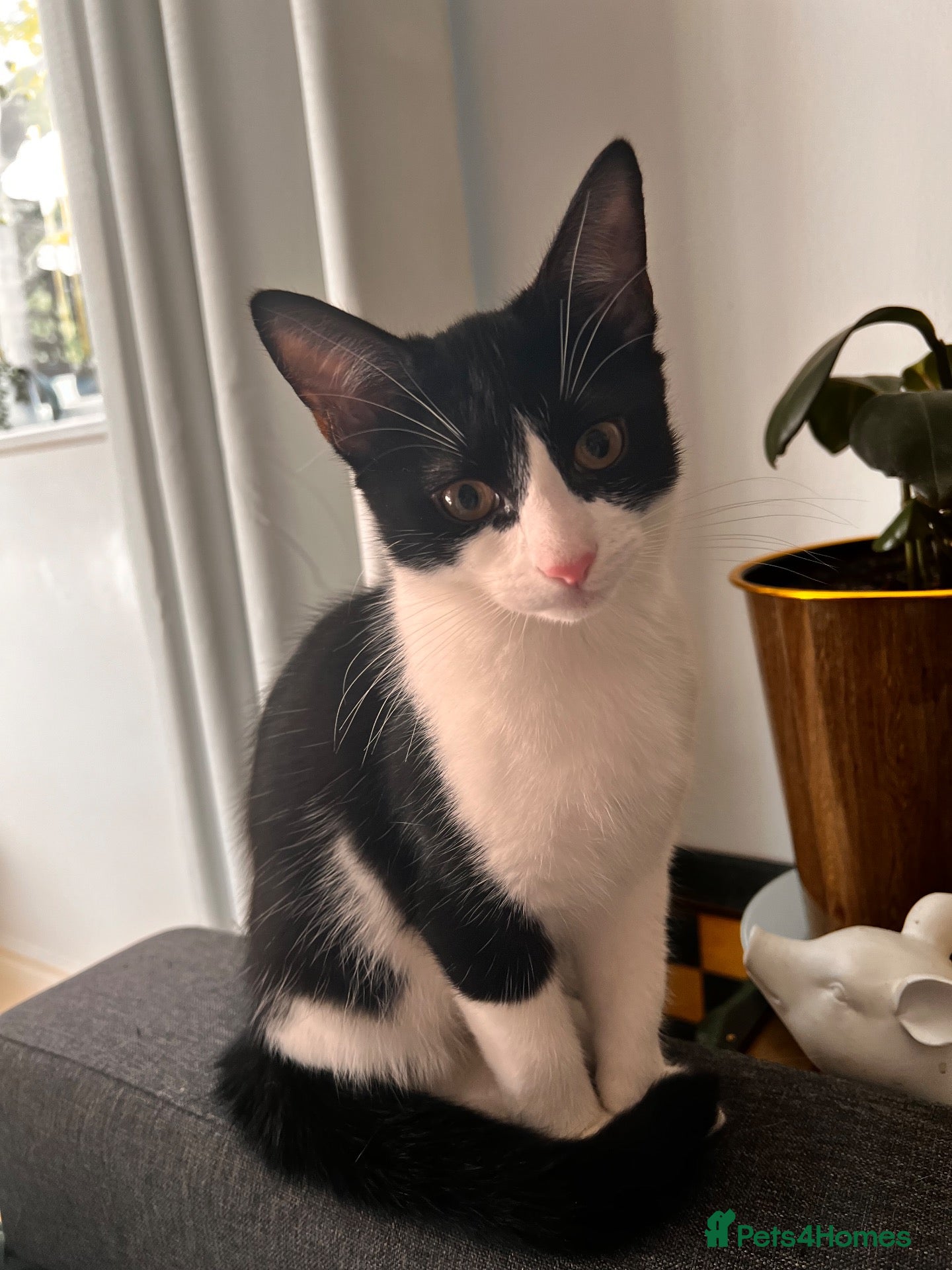 British Shorthair cats Batman is looking for a loving home - Advert 3