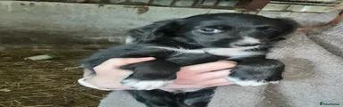 Mixed Breed 9