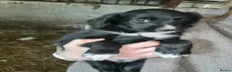 Mixed Breed dogs for sale: Gorgeous cocker cross pups in Llandrindod Wells - Advert 8
