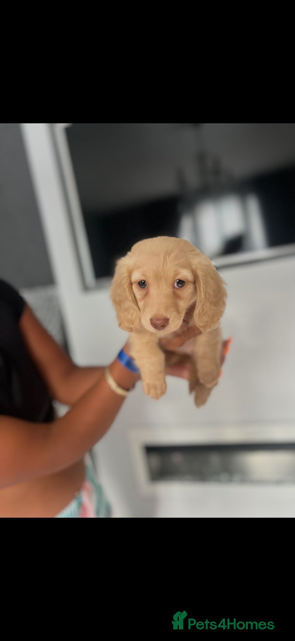 Miniature Dachshund dogs Cream long haired miniature dachshund puppies  - Advert 14