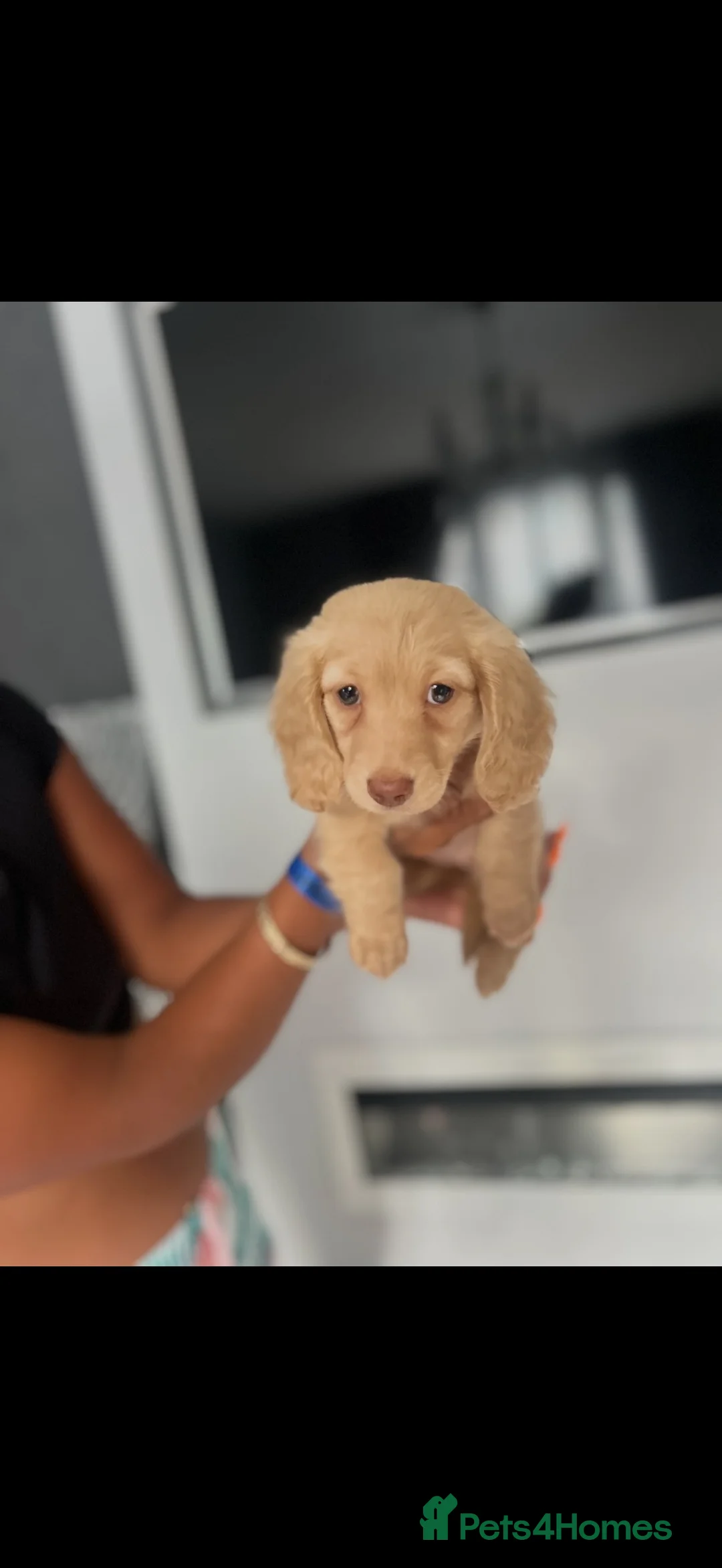 Miniature Dachshund dogs for sale: Cream long haired miniature dachshund puppies  in Sheffield - Advert 1
