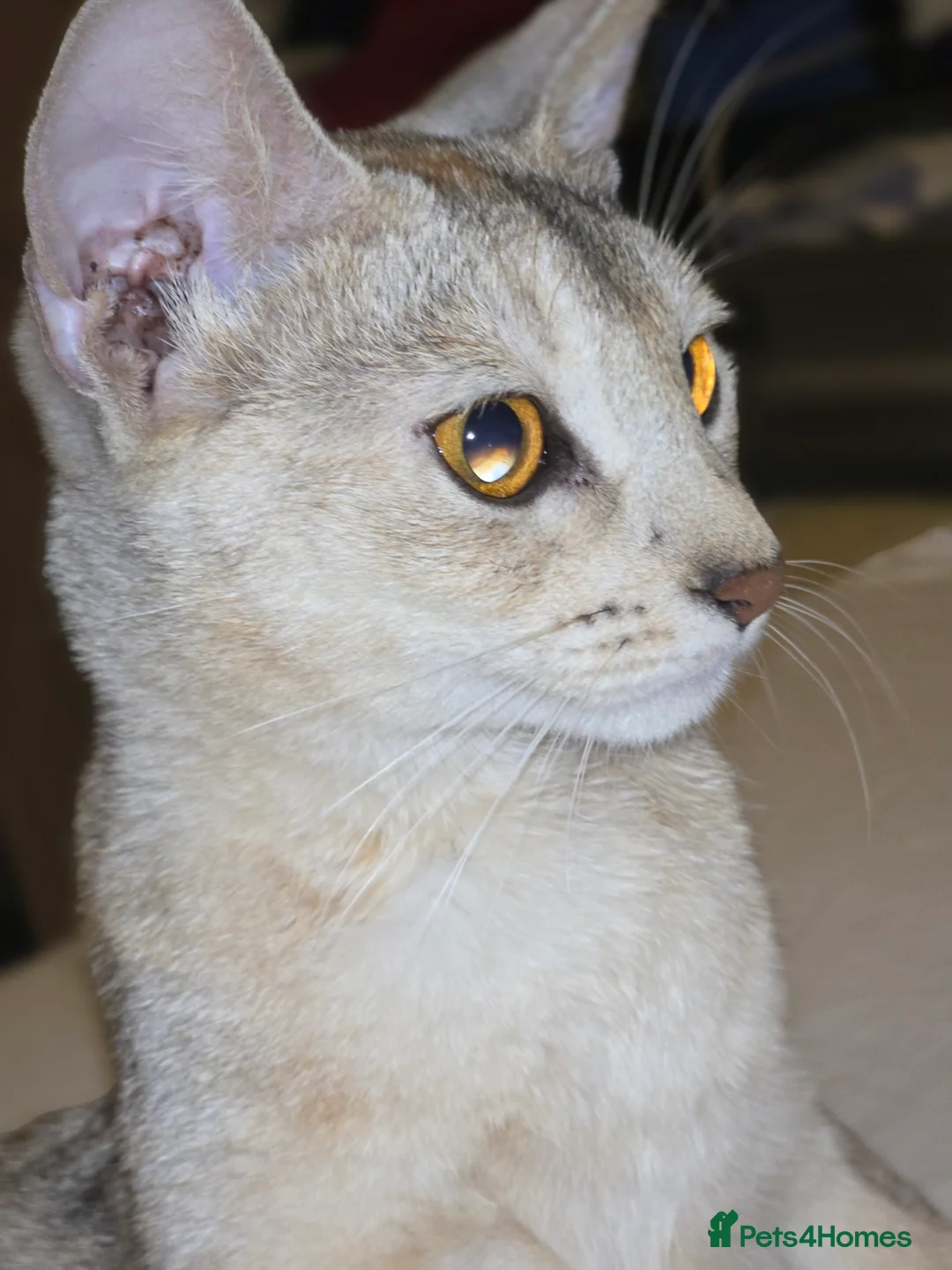 Abyssinian cats for sale: Rare colour beautiful Aby boys - Advert 4