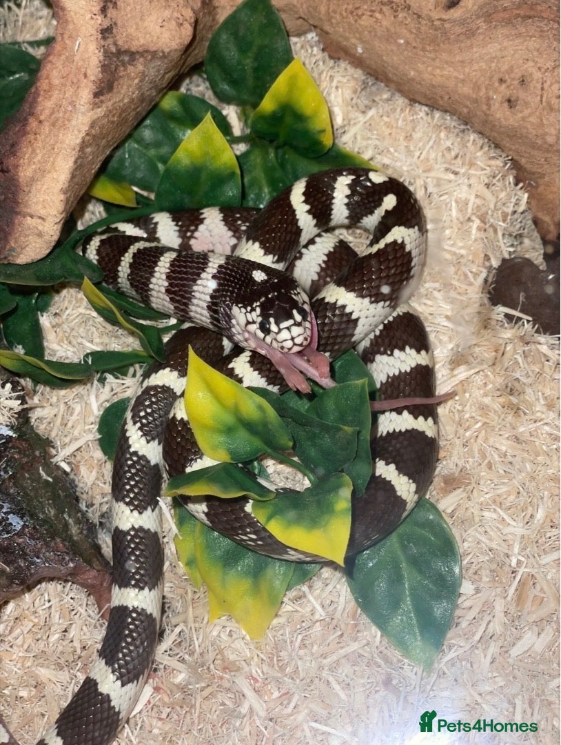 King Snake reptiles california kingsnake  - Advert 8