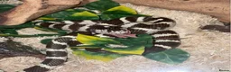 King Snake reptiles for sale: california kingsnake  in Nottingham - Advert 1
