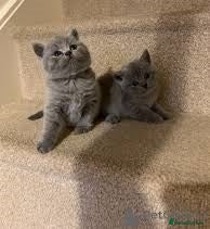 British Shorthair cats 10 weeks 0ld British Shorthair Kittens - Advert 8