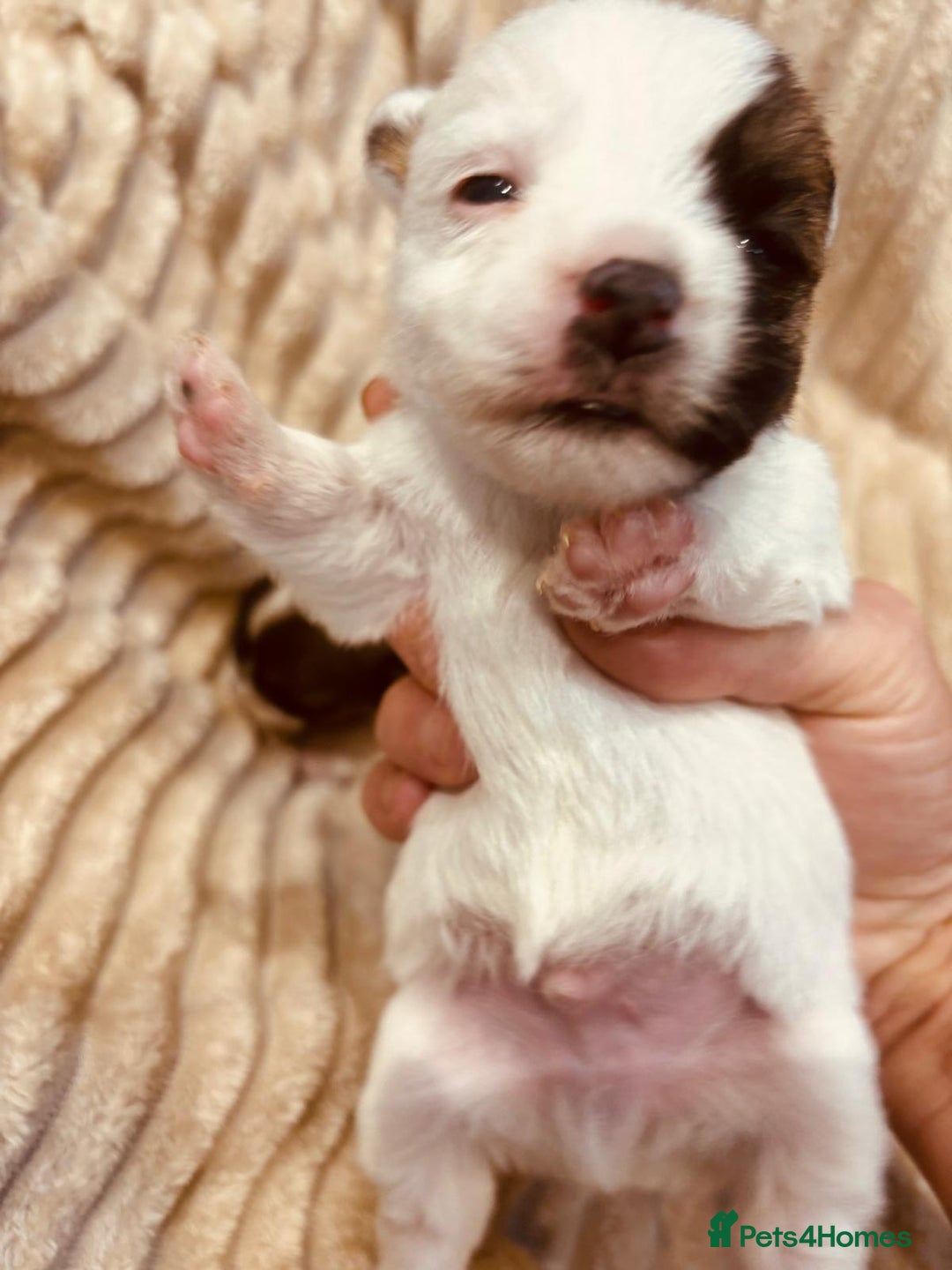 Jack Russell dogs for sale: 5 old-fashioned, rough head Jack Russell Puppies - Image 10