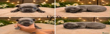 French Bulldog 3