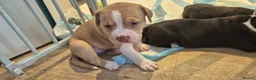 Mixed Breed dogs for sale: Beautiful Staffy x pups - friendly and healthy - Advert 5