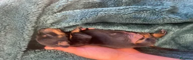 Dachshund 5