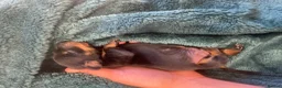 Dachshund dogs for sale: Beautiful dachund puppies  - Advert 2