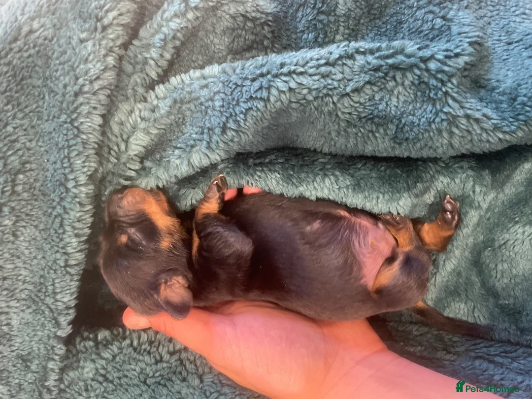 Dachshund dogs for sale: Beautiful dachund puppies  - Advert 2
