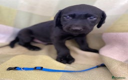 Labrador Retriever dogs for sale: KC Registered Labradors - Image 3