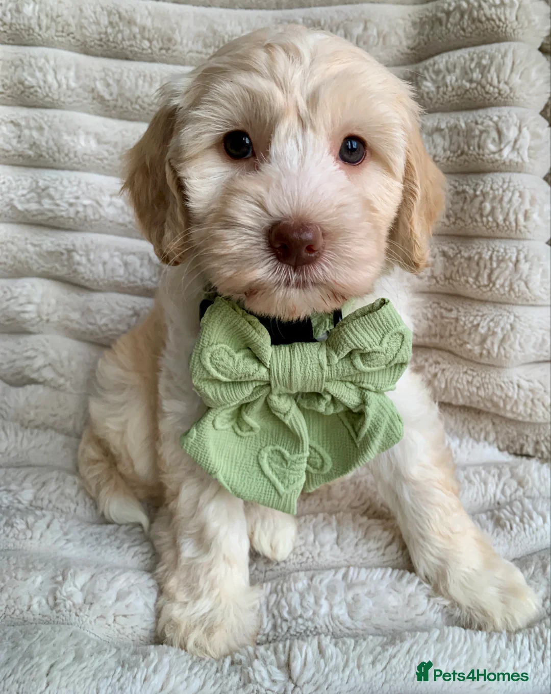 Cockapoo dogs for sale: Cockapoos Due 11th February- Waiting List Open - Advert 9