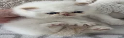 Persian cats for sale: ✨ Stunning Persian Kittens – 1 Girl & 2 Boys ✨ - Advert 3
