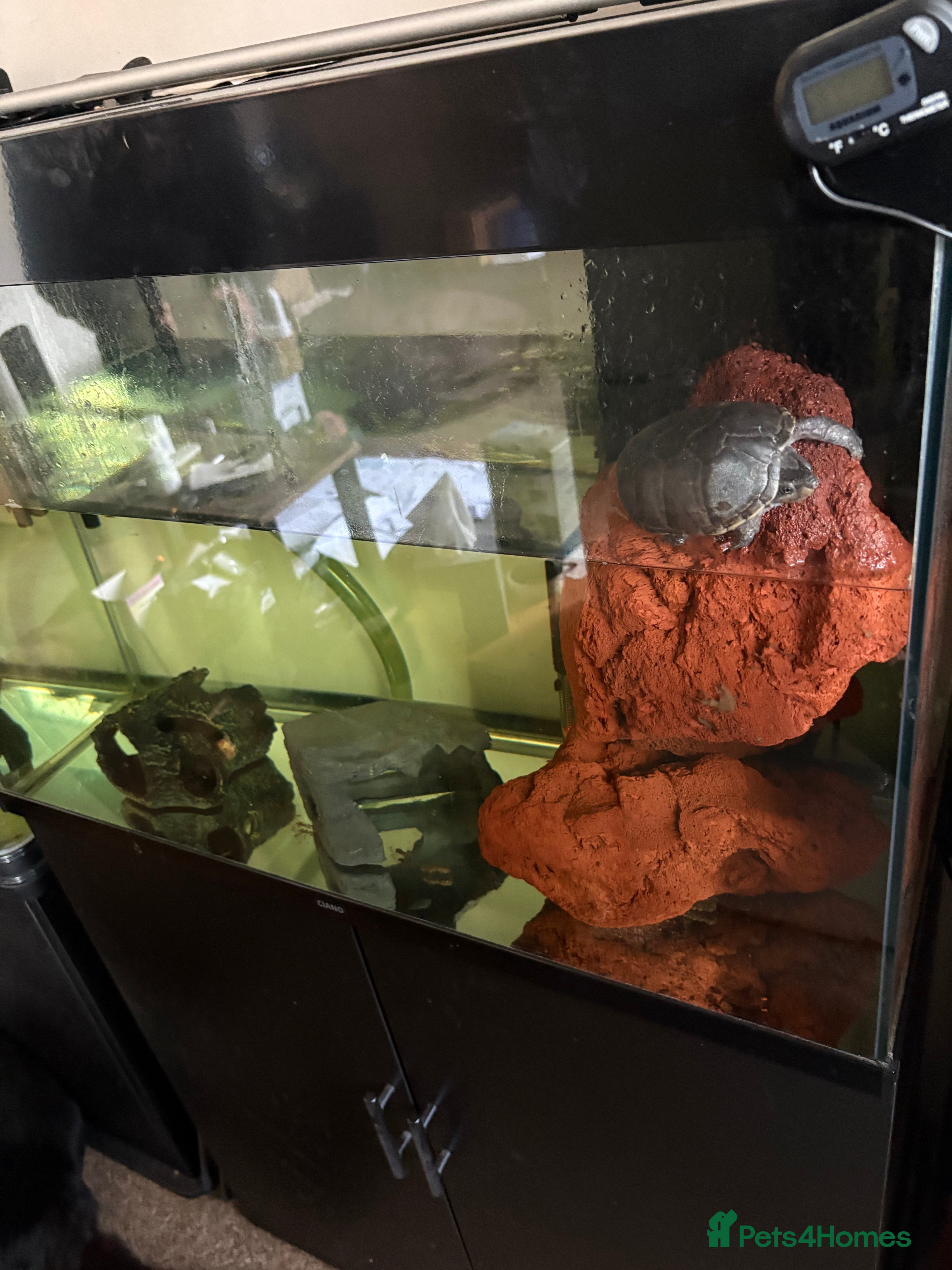 Turtle reptiles Musk turtle for sale with tank - Advert 3