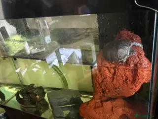 Turtle reptiles Musk turtle for sale with tank - Advert 3